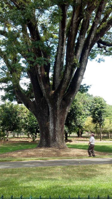 Tree assesment