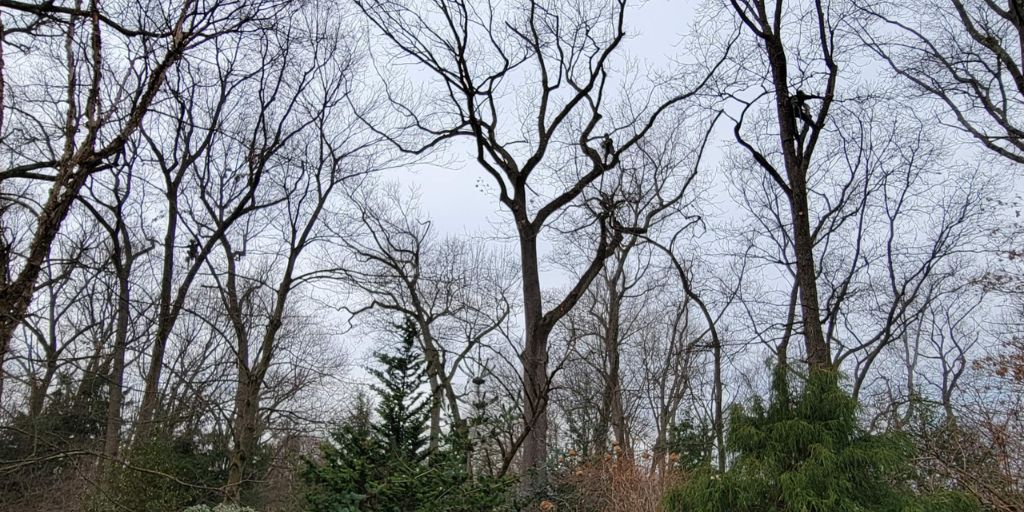 A closeup of a winter pruning.